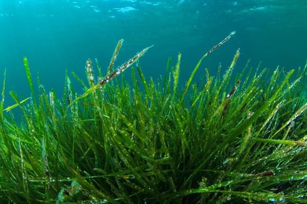 Спіруліна водорость під водою